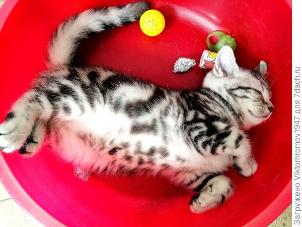 Наигралась, уместилась, прилегла...