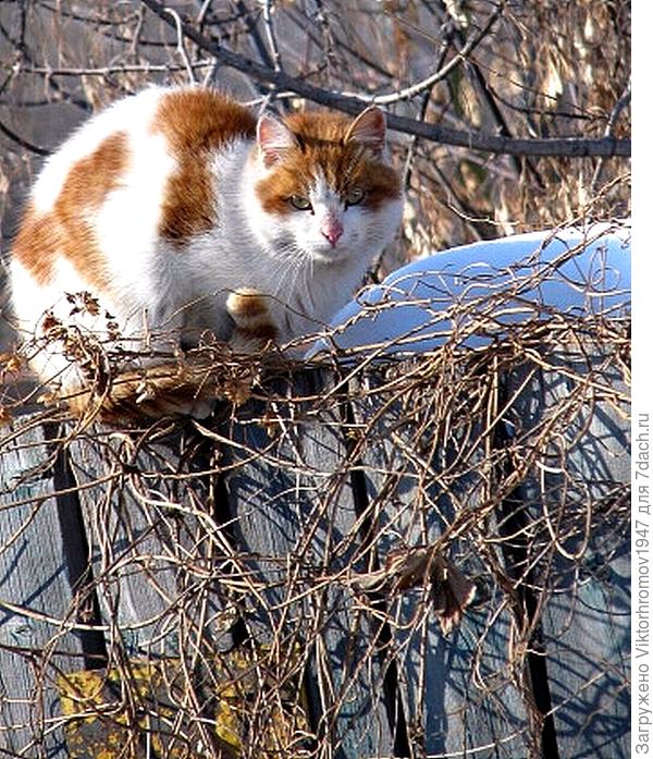 Скоро на домашнии квартиры...