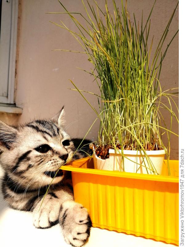 Точу зубки - чешутся...