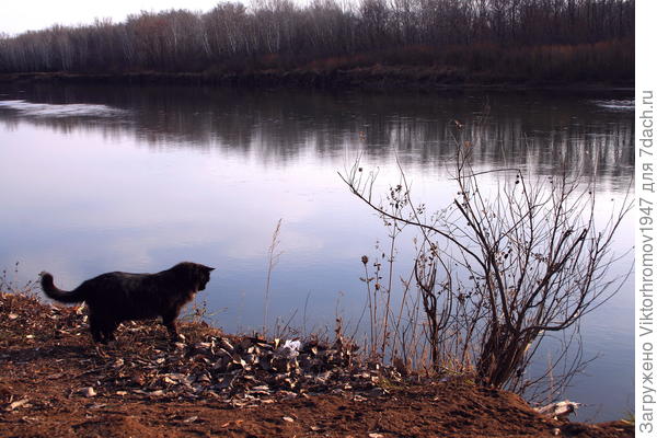 Марина у нас тоже есть похожая история. На фото любительница Рыбки и радость для рыбаков.