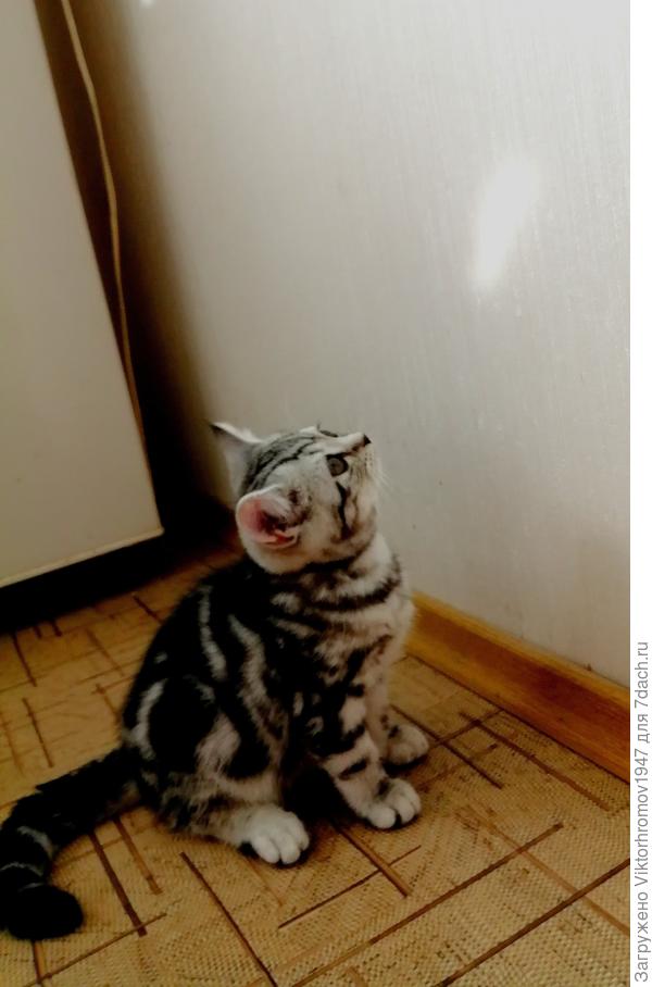 Как же его поймать?