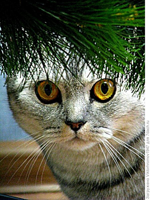 Новогодняя причёска