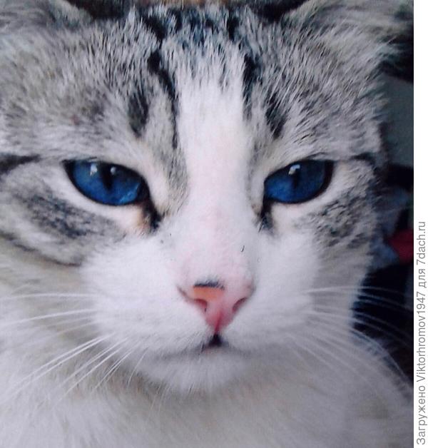 А у нас сосед Голубоглазый (был Масяниным Женихом)