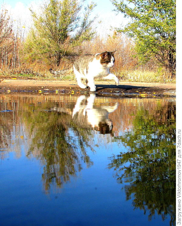 Кто на свете всех милее...