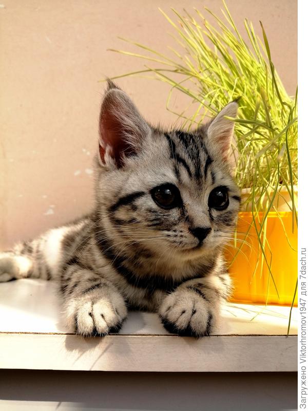 На завтрак любит витаминную травку пощипать.