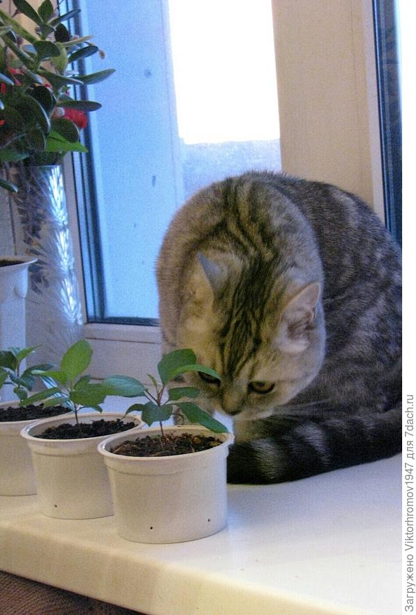 Здесь полито.