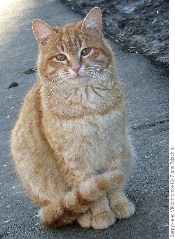 Покорительница кошачьих сердец.