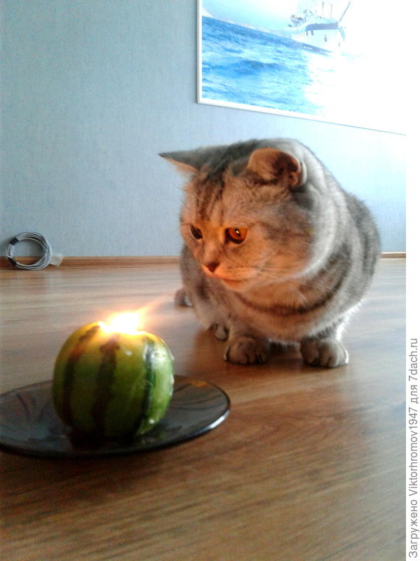 Так вот он какой огонёк!