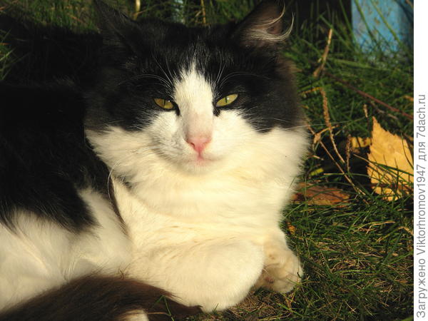 Воспоминание...