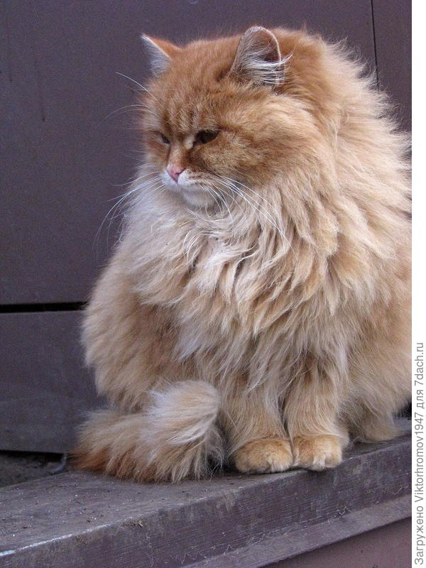 Дворовый вожак...