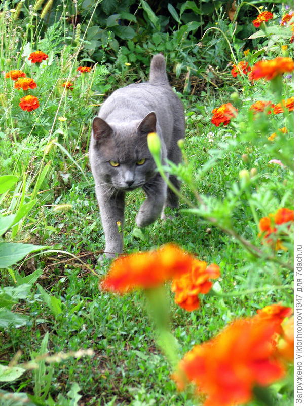 Васька. Соседский  Масянькин ухажёр...