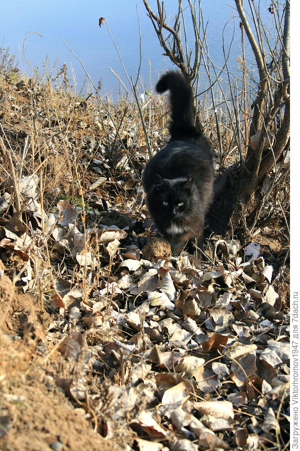 Ну...Мышка - берегись!...