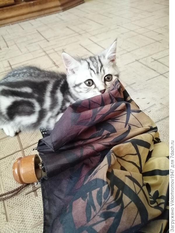 Теперь свернуть...