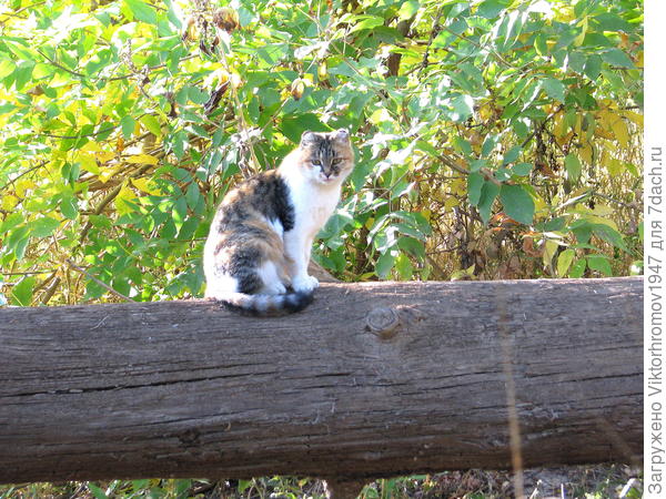 Таможеница...