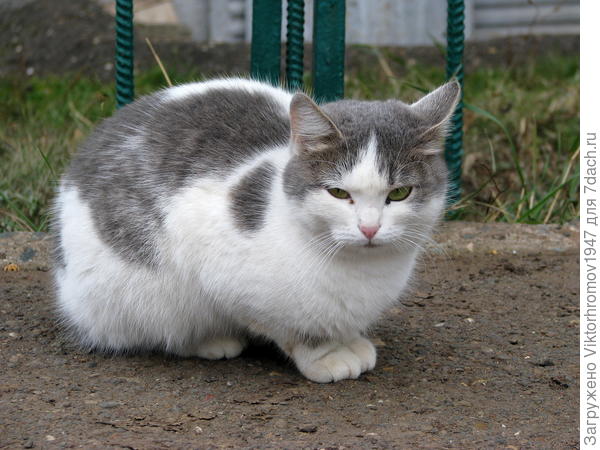 Дворовая кошечка