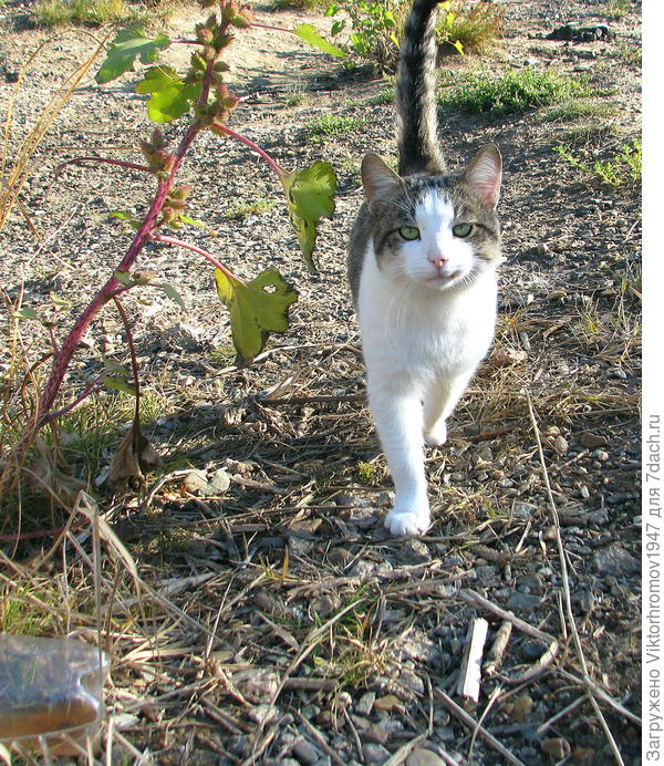В лесу встречаются такие ухоженные красавицы...