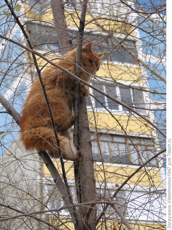 И зачем я так высоко залезла...