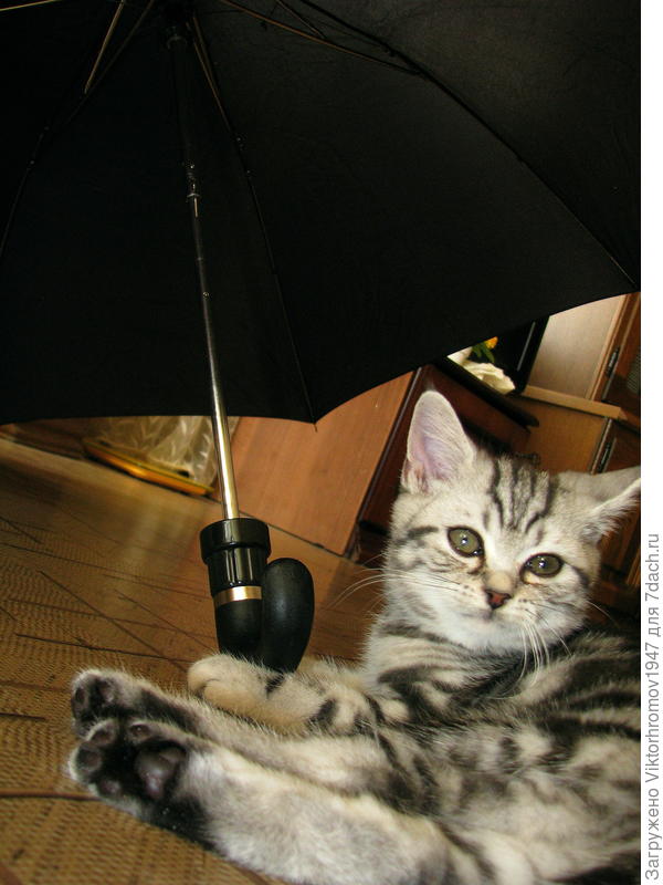 Под зонтиком спокойно.