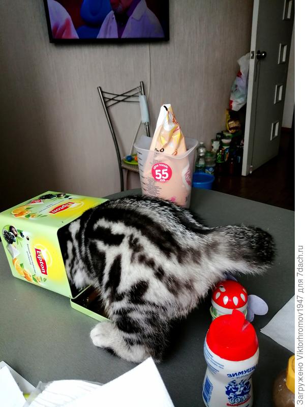 Ой! Надо прятаться, хозяйка идёт.