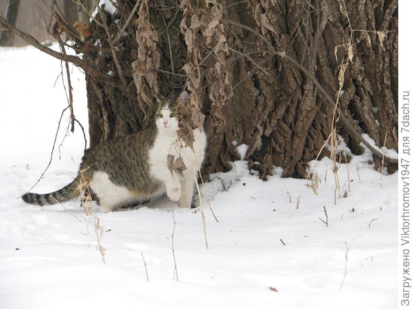 Возвращение с прогулки...