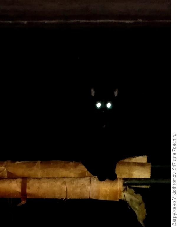 ... А я тогда кто?...