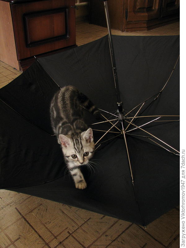 У деда крепкий зонтик, но чёрный...не для девочек.