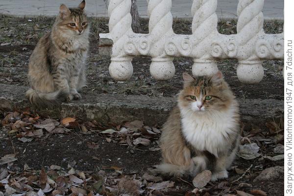 Не отходит от своей Мурки...