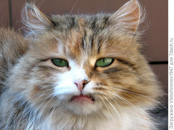 Ясновидящая...