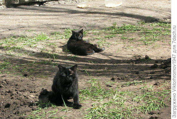 Кот и Кошечка.