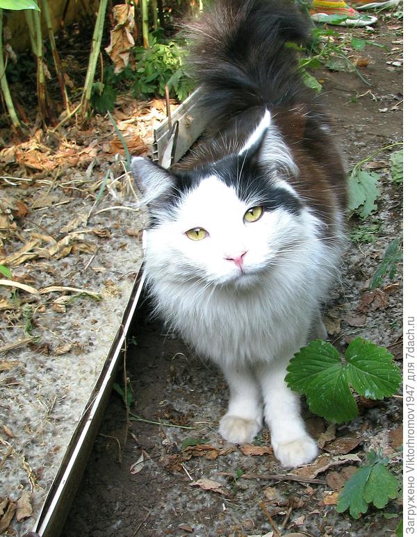 Масяню позовите...