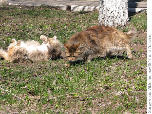 Помогай ловить! Лежебока...