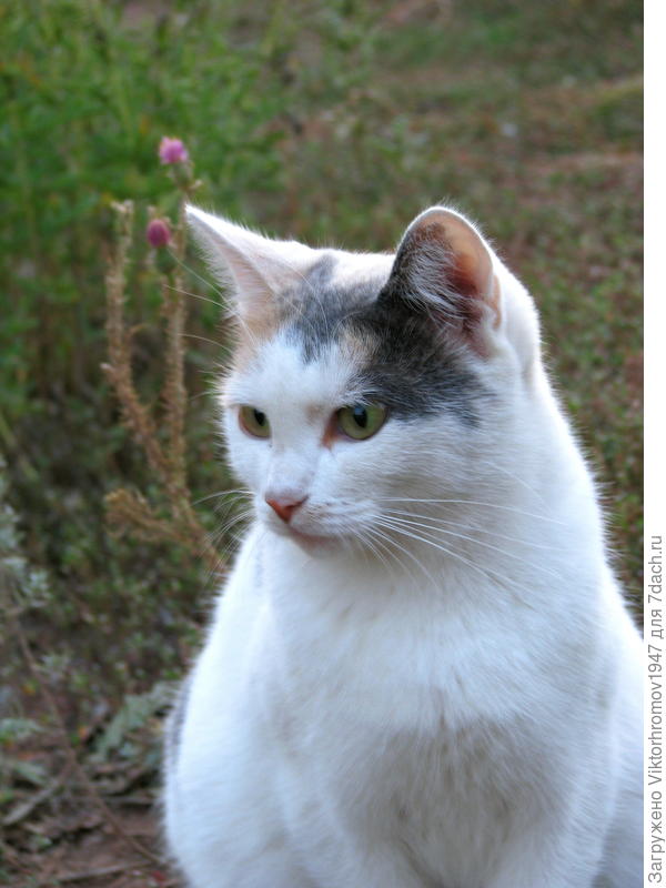 Неужели не выйдет...