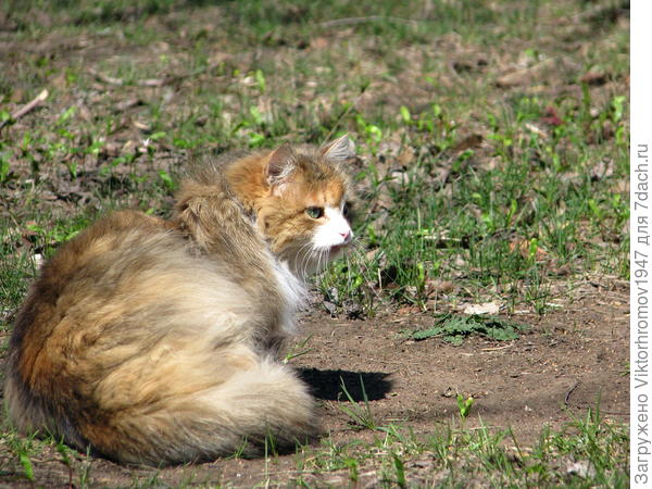Вышла  на охоту...