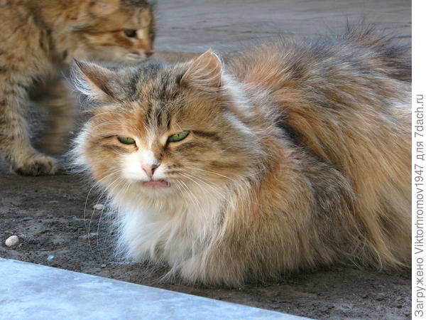 Скажи "Чё - те - надо?"