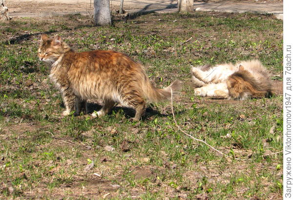 У каждого...Свои заботы.