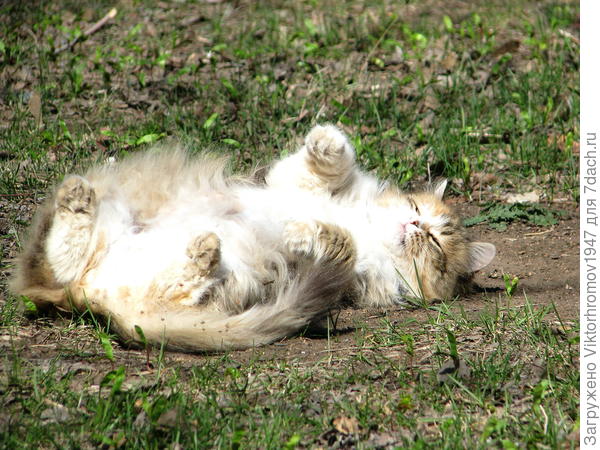 Как хорошо! Погреться на весеннем солнышке...