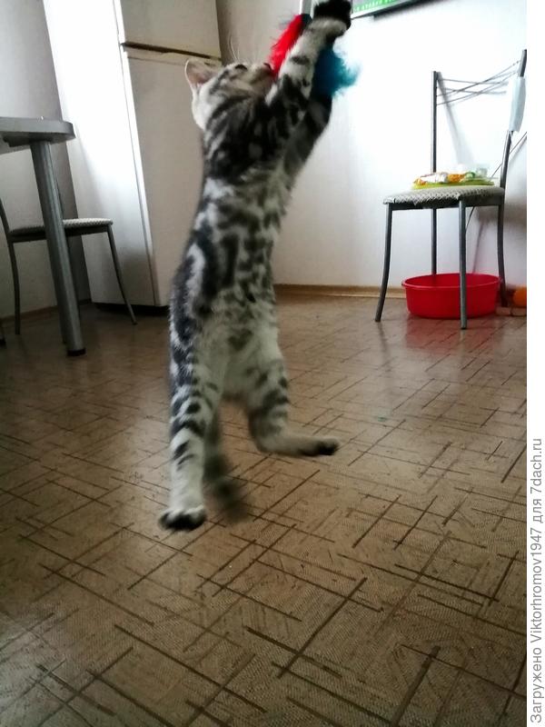 Всё равно поймаю!