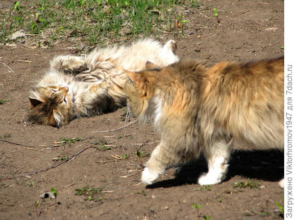 Детишек кормить надо!