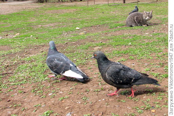 Своих не трогаем!...