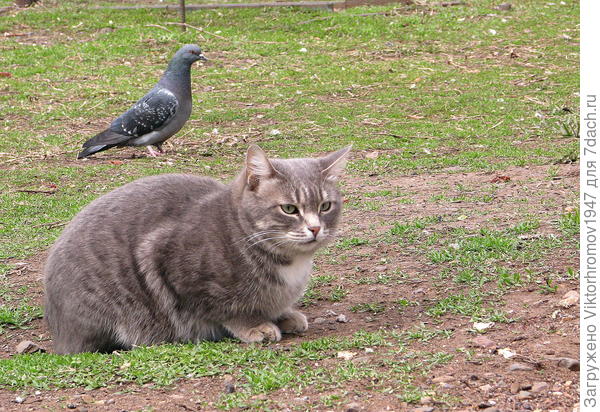 Да, не трону. Летай!