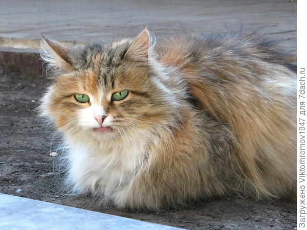 Дворовая распорядительница...