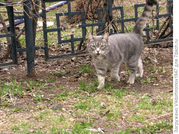 Вот и хозяйка пришла...