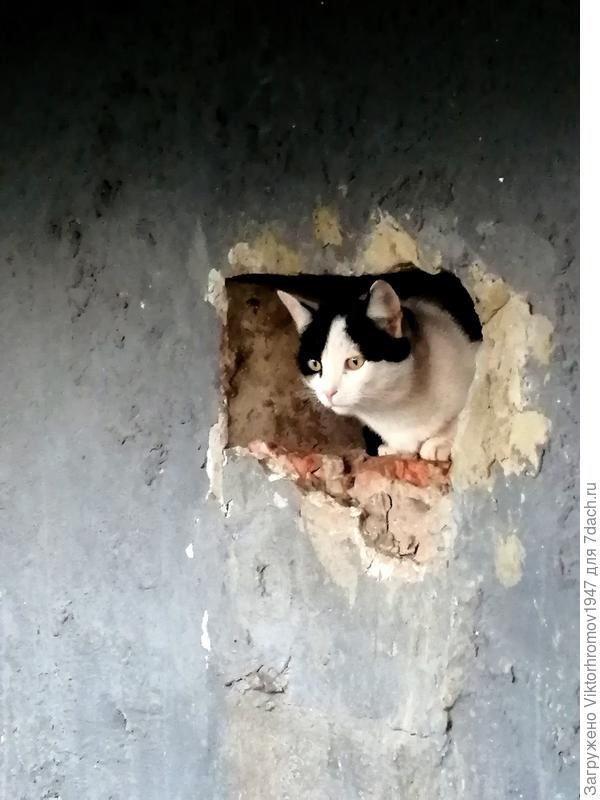 Мечта о прекрасном...