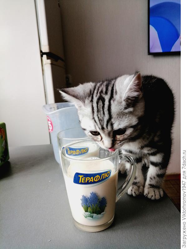 Какая странная чашка у деда. Попробовать что ли?