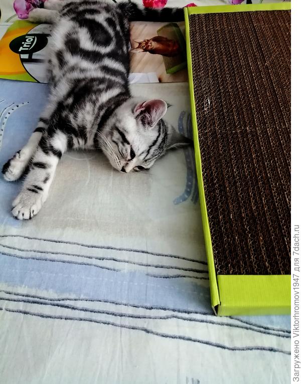 Умаялась играть с новой когтеточкой...