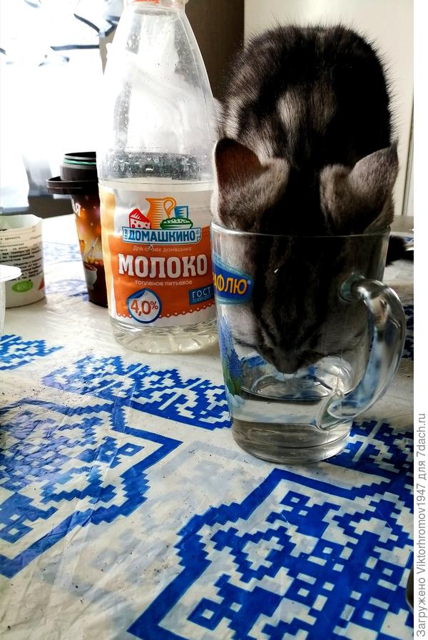 ... и сам в стакан залезешь.