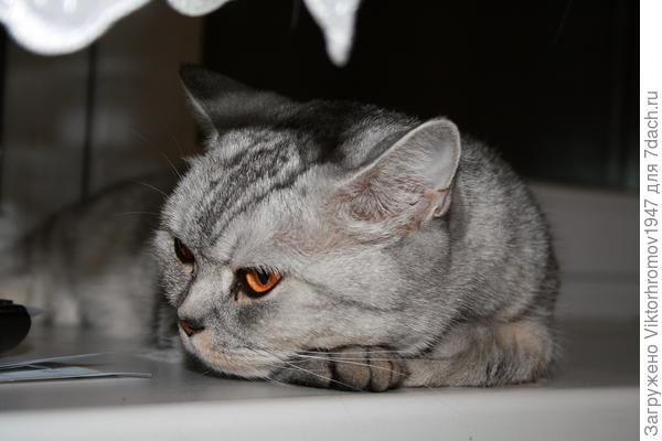 Что день грядущий нам готовит?...