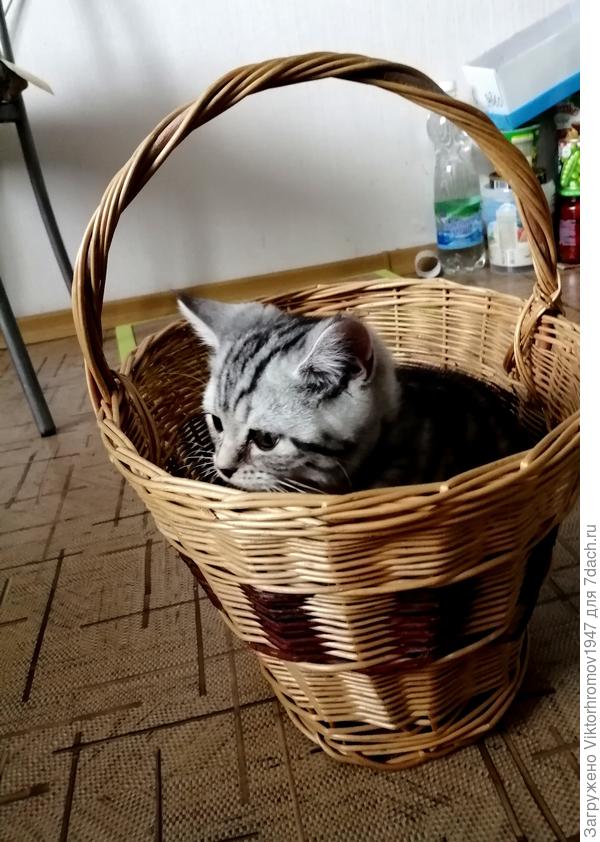 Неужели мне новый домик...