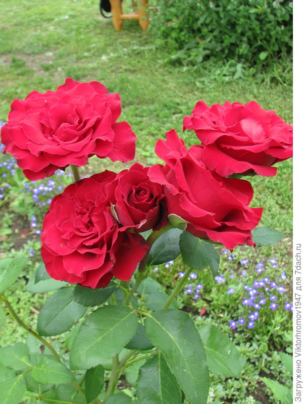 Ольга! С Днём рождения! Радости и Улыбок!!!