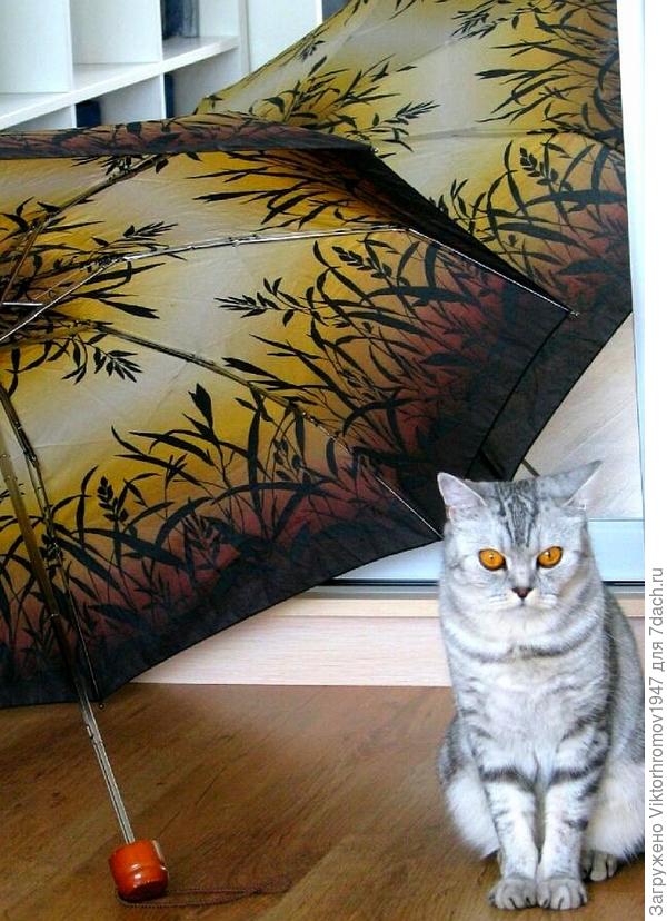 Жду когда зонтик высохнет, гулять охота...